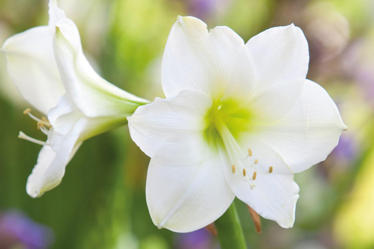 Amaryllis-1 witte amaryllis