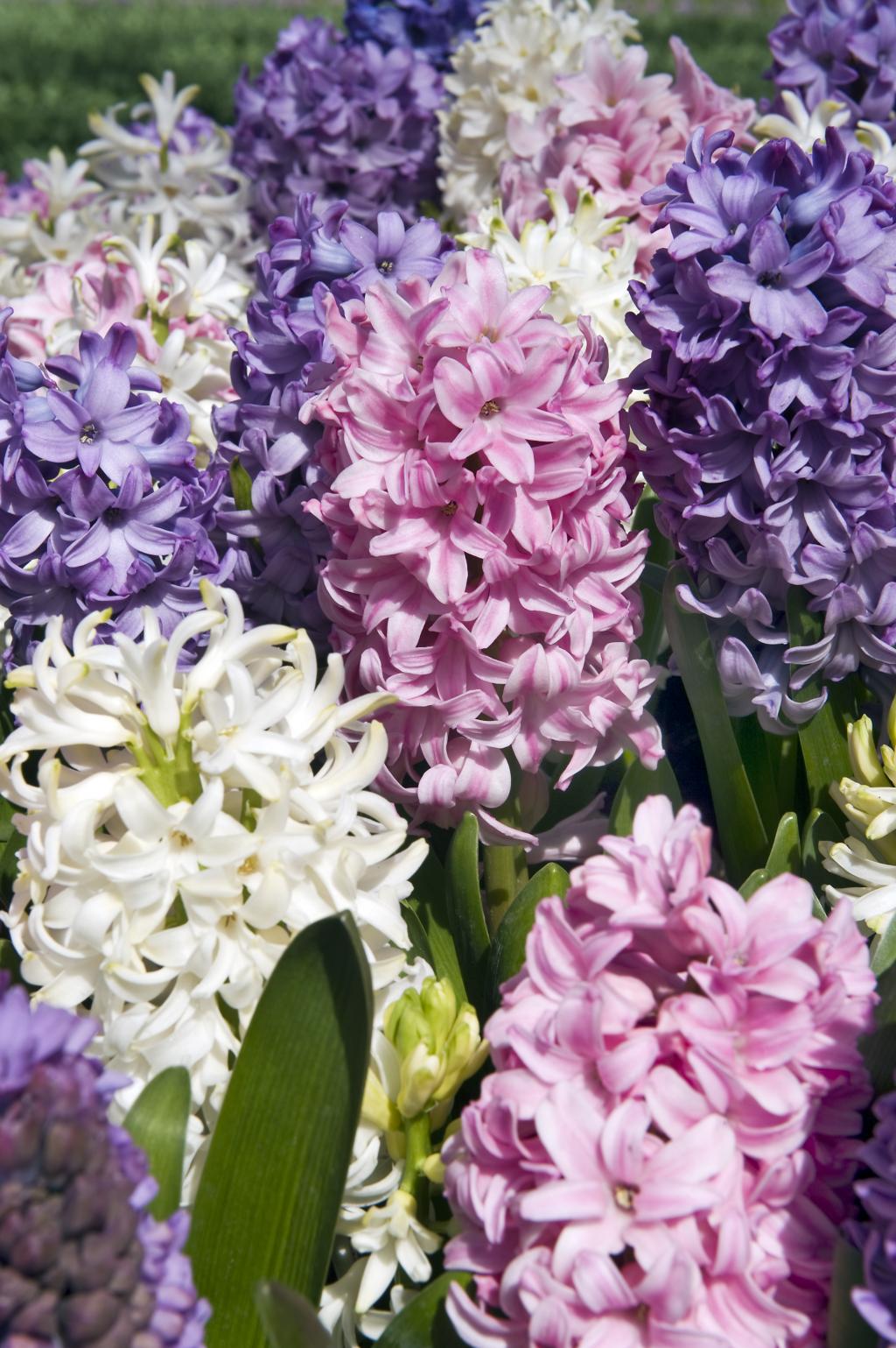 Dutch-hyacinth