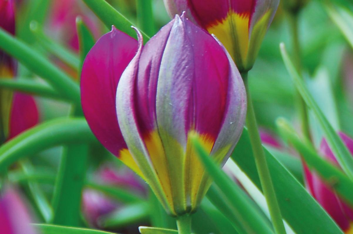 Tulip-botanical-1