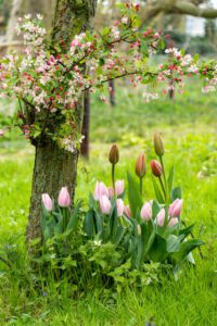 Skupisko tulipanów w ogrodzie