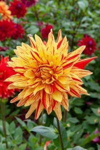 Dahlia