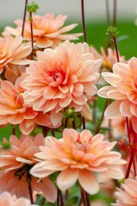 Dahlia