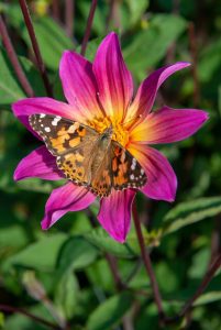 Dahlia 'Bright Eyes'