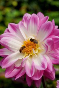 Dahlia 'Labella Grande'