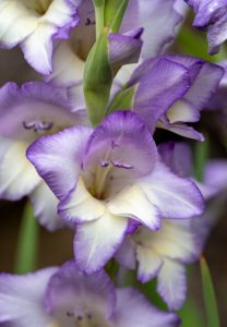 Gladiolus
