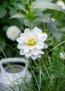 Dahlia 'Siberia'®