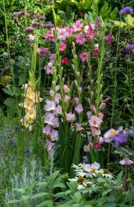 a close-up of flowers